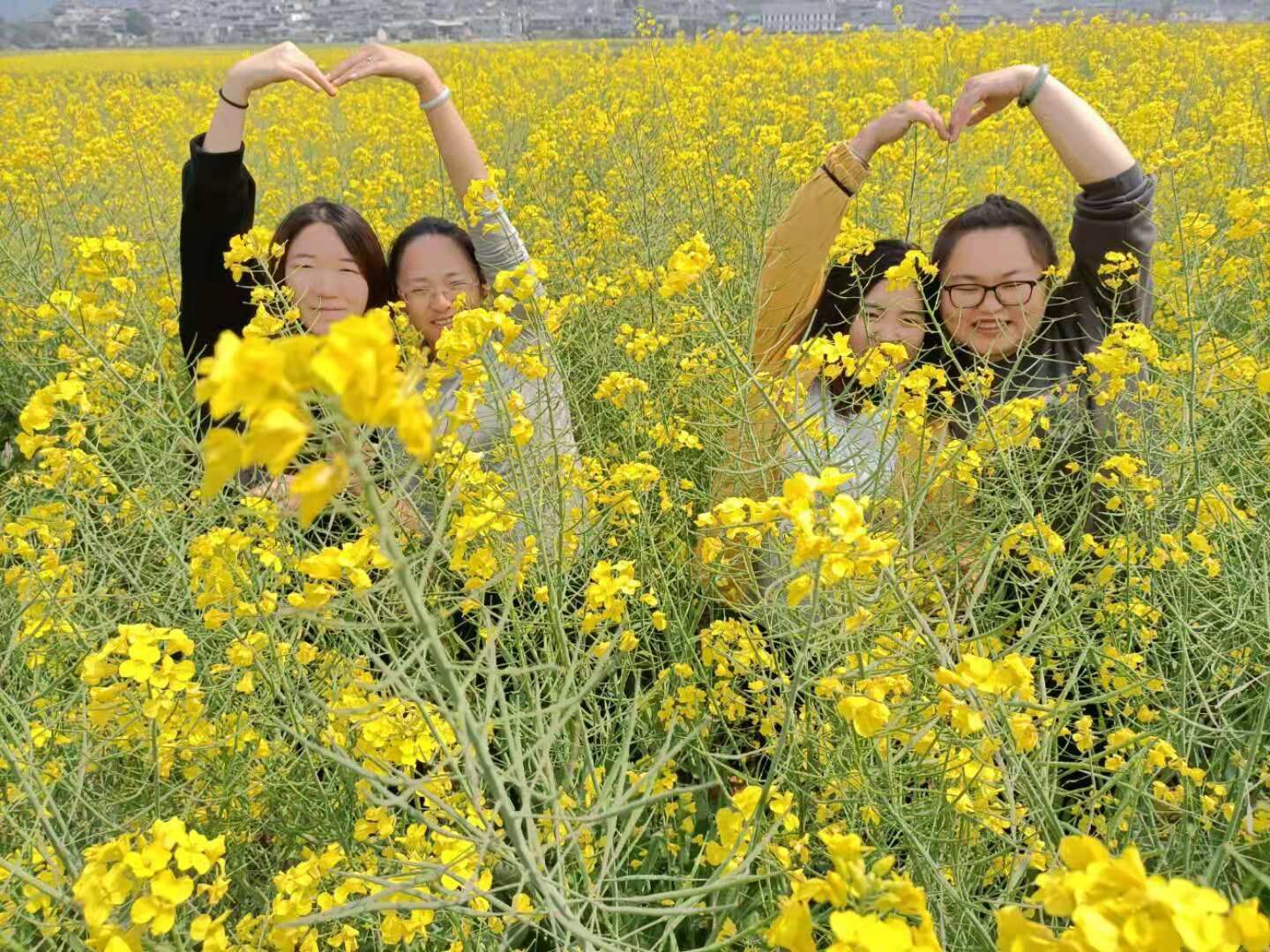 油菜花和你、你们